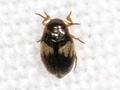 Hydroglyphus geminus